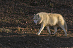 rennender Polarwolf