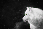 Polarwolf