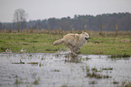 Polarwolf