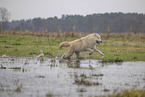 Polarwolf
