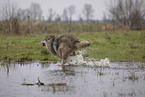 Polarwolf