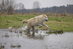 Polarwolf