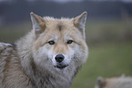 Polarwolf