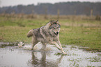 Polarwolf