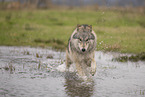 Polarwolf