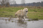Polarwolf
