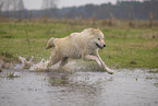 Polarwolf