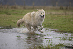 Polarwolf