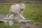 Polarwolf
