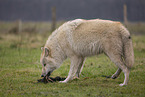 Polarwolf