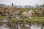 Polarwolf
