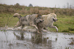 Polarwolf