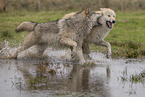 Polarwolf