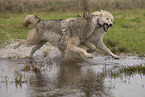 Polarwolf