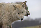 Polarwolf