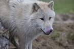 Polarwolf