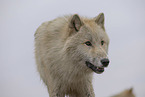 Polarwolf