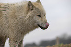 Polarwolf