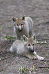 Polarwolf