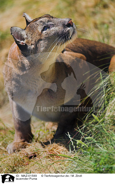 lauernder Puma / lurking puma / MAZ-01589