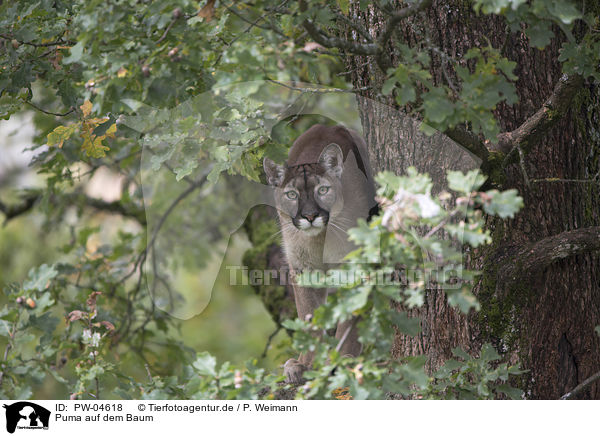 Puma auf dem Baum / PW-04618