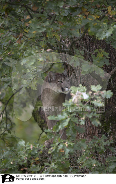 Puma auf dem Baum / PW-04619