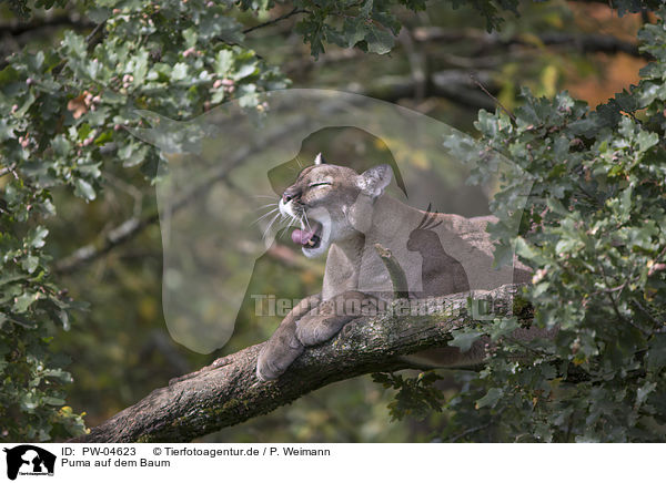 Puma auf dem Baum / PW-04623