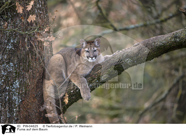 Puma auf dem Baum / PW-04625