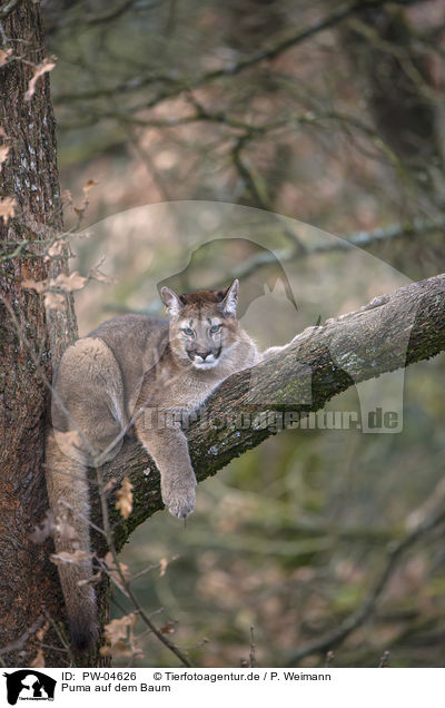 Puma auf dem Baum / PW-04626