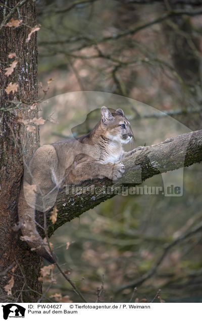 Puma auf dem Baum / PW-04627