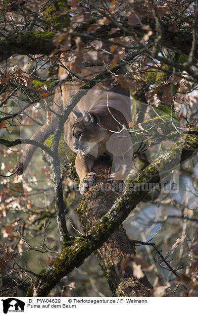 Puma auf dem Baum / PW-04629