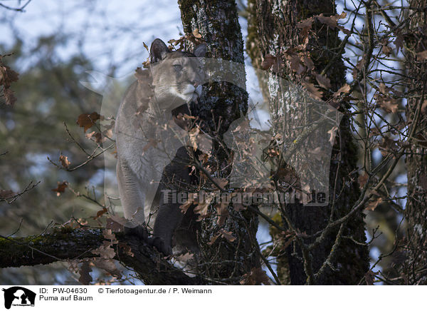 Puma auf Baum / PW-04630