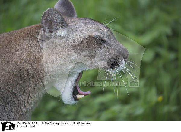Puma Portrait / PW-04752