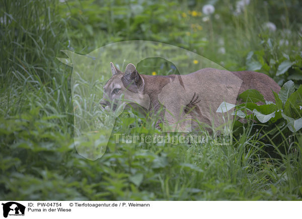 Puma in der Wiese / PW-04754