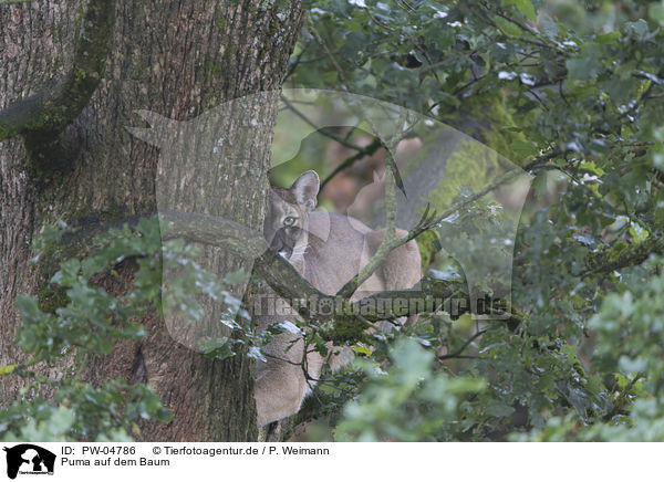 Puma auf dem Baum / PW-04786