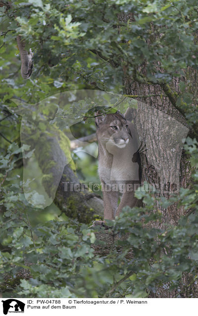 Puma auf dem Baum / Cougar on the tree / PW-04788