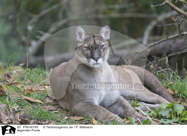 liegender Puma / lying puma / PW-04795