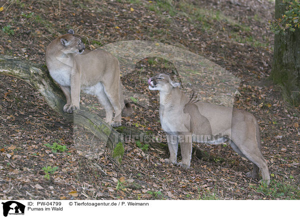 Pumas im Wald / PW-04799