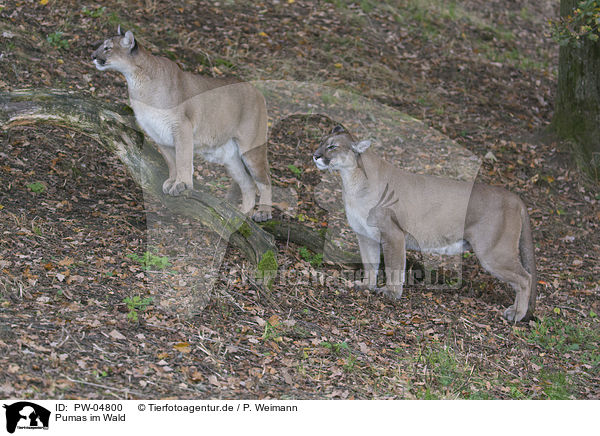 Pumas im Wald / Pumas in the forest / PW-04800