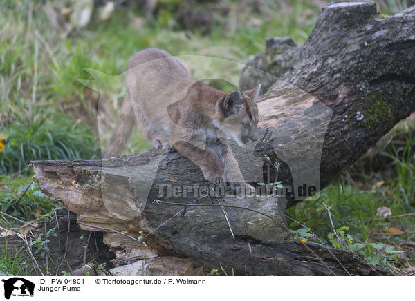 Junger Puma / young puma / PW-04801
