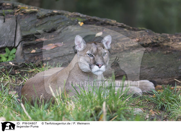 liegender Puma / PW-04807