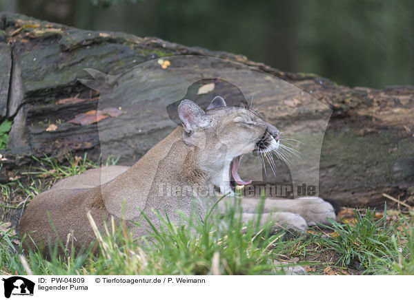 liegender Puma / PW-04809