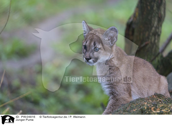 Junger Puma / young puma / PW-04816
