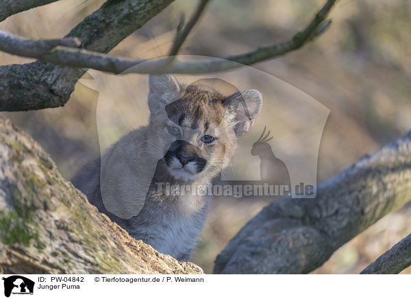 Junger Puma / young puma / PW-04842
