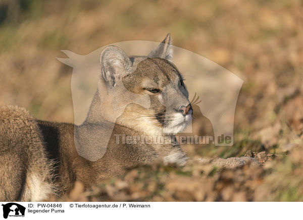liegender Puma / PW-04846