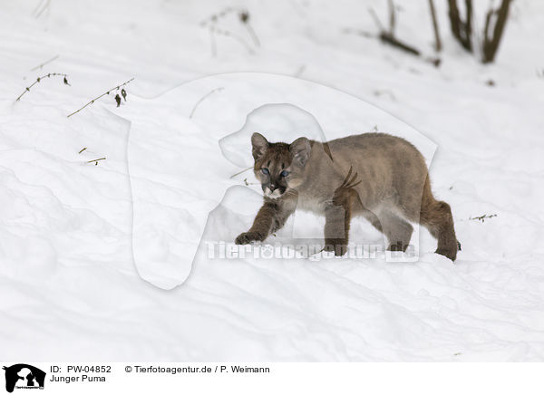 Junger Puma / PW-04852