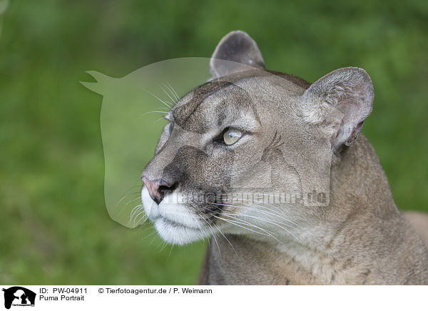 Puma Portrait / PW-04911