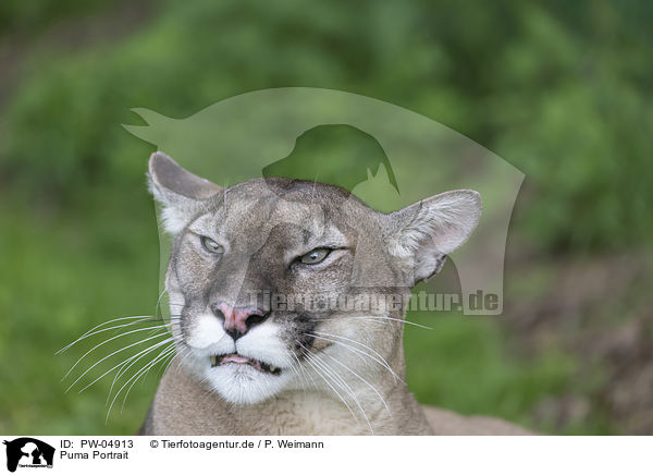 Puma Portrait / PW-04913