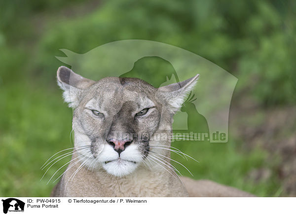 Puma Portrait / PW-04915