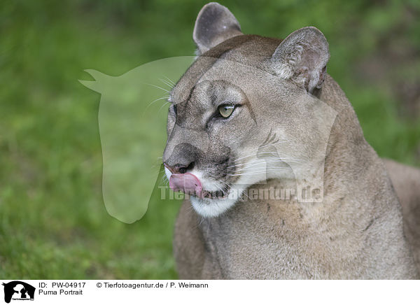 Puma Portrait / PW-04917
